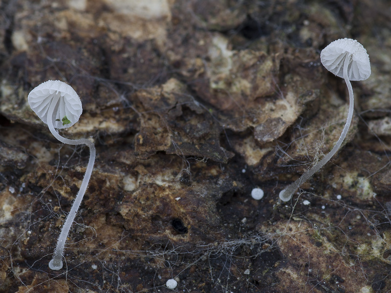 Mycena tenerrima